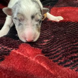 Yule - Blue merle white and tan male Collie puppy in Richmond, Kentucky from Puppy Dog City