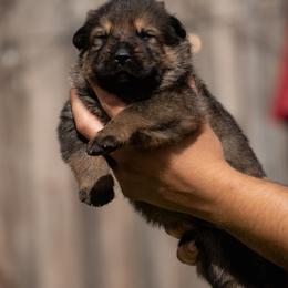 Boy 2 - male German Shepherd puppy in Tamiami, Florida from Vom MontHaus