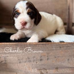 Charlie Brown - Liver white and tan male English Springer Spaniel puppy in Uvalda, Georgia from Willow Creek Farms