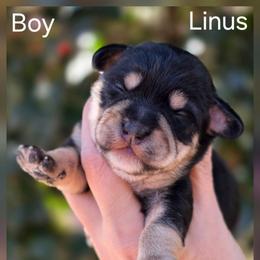 Linus - Black and tan male Schnoodle puppy in Timmonsville, South Carolina from For the LOVE of Poodles, Doodles and Sheepdogs