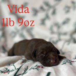 Vida - Chocolate female Labrador Retriever puppy in Puyallup, Washington from 12 Door Farm Labradors