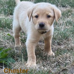 Chester - Yellow male Labrador Retriever puppy in Tigard, Oregon from Morrison Labrador Retreivers