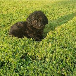 DeVante - Black male Poodle puppy in Missouri from KDK Missouri Miniature Poodles