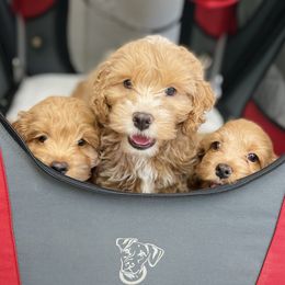 Cavapoo and Cockapoo Puppies from Benji’s Cockapoos