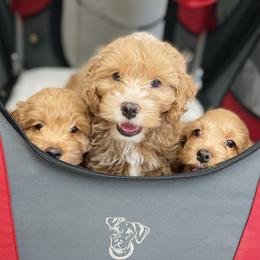 Cavapoo and Cockapoo Puppies from Benji’s Cockapoos
