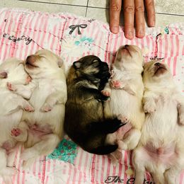 Pomeranian Puppies from Brumback Poms