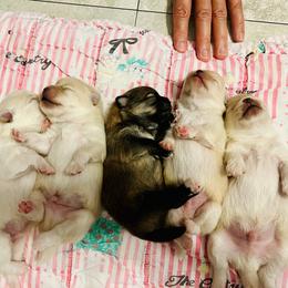 Pomeranian Puppies from Brumback Poms