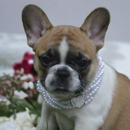 Hera - Fawn and white French Bulldog puppy in Germantown, Ohio from LaBelle Bulldogs