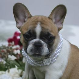 Hera - Fawn and white French Bulldog puppy in Germantown, Ohio from LaBelle Bulldogs