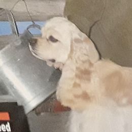 Cocker Spaniels from Kayceyz Cockers
