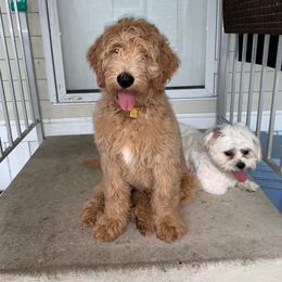 Goldendoodle Puppies from SunriseDoodles