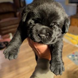 Black Male - Black male Labrador Retriever puppy in Priest River, Idaho from Lazy Daisy Labs