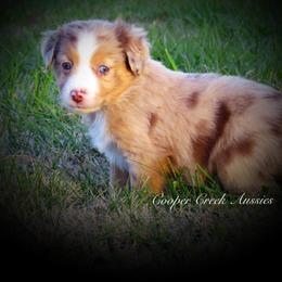 Miniature Australian Shepherd and Toy Australian Shepherd Puppies from Cooper Creek Aussies