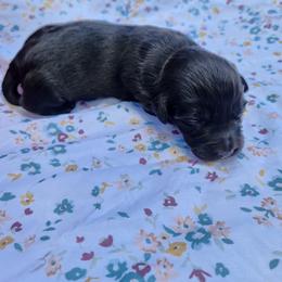 Panda - Black female Dachshund puppy in Altamonte Springs, Florida from Happy Tails Dachshunds