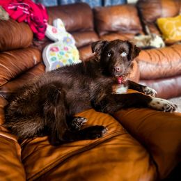 Mercy - Australian Shepherd