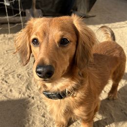 Remy - Dachshund