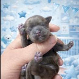 Blue boy - Blue male Shih Tzu puppy in Shinnston, West Virginia from Melissa's World of Shih Tzus