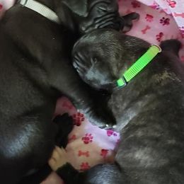 Great Danes from K & J Danes