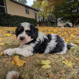 Bandit - Black and white female Bernedoodle puppy in Placerville, California from Quartz Mountain Doodles