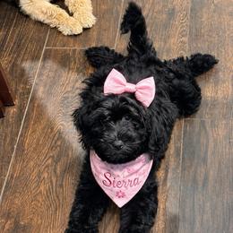 Sierra - Black female Goldendoodle puppy in Aurora, Illinois from Chicago Goldendoodles