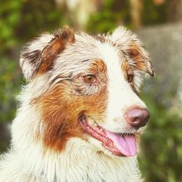 Kotton - Australian Shepherd