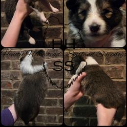 Justice - Sable and white male Shetland Sheepdog puppy in Lebanon, Tennessee from Henotic Homestead's Shetland Sheepdogs