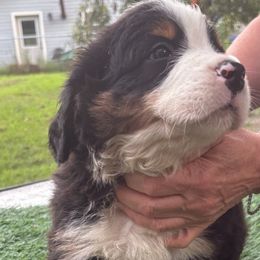 Bernese Mountain Dog Puppies from Emma-Mada's Old Thyme Berners