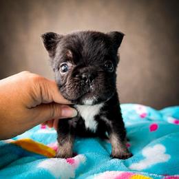 Loki - Tricolors male French Bulldog puppy in Porter, Texas from Whatabulldog