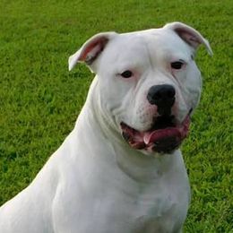 American Bulldogs from Bully to You