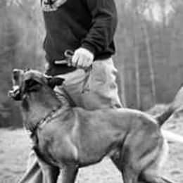 Belgian Malinois from du Val du Bois Malinois