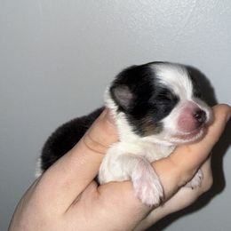 Athena - Black and tan parti female Pomeranian puppy in Lanett, Alabama from H.P.P