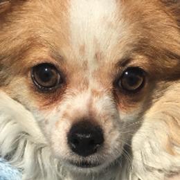 Chihuahuas from Chi-Pac Chihuahuas