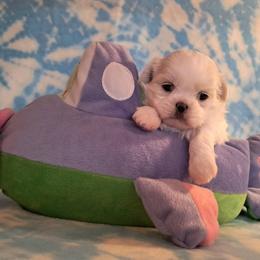 Petunia - White female Shih Tzu puppy in Silver Springs, Nevada from Meadowlyn's Dream Shih Tzu
