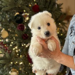 Orange Female - White female Berger Blanc Suisse puppy in Brooksville, Florida from Vom Hundhaus Shepherds