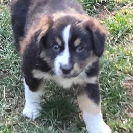 Estelle - Black tri female Miniature Australian Shepherd puppy in Crestline, California from Haugen's Minis