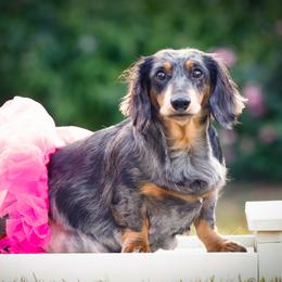 Dolly - Dachshund