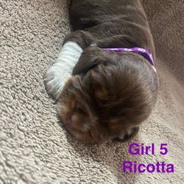 English Springer Spaniel Puppies from Picky’s Puppies