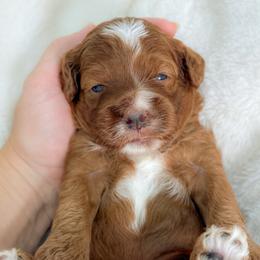 Hershey - Red and white male Cockapoo puppy in Pledger, Texas from Sugarbear Cockapoos