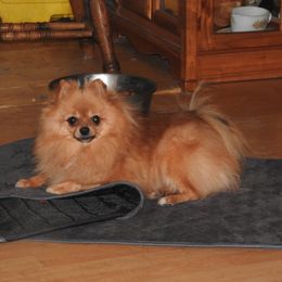 Tinker - Pomeranian