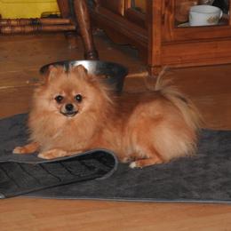 Tinker - Pomeranian