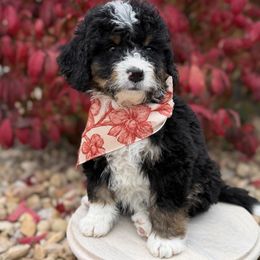 Blue collar - Tri-color male Bernedoodle puppy in Springville, Utah from JW Doodles