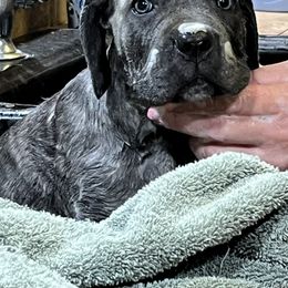 Goose - Gray brindle male Cane Corso puppy in Dunnellon, Florida from High Royal Kennel