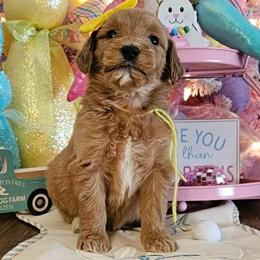 Chick - Red  female Goldendoodle puppy in Haughton, Louisiana from Bailey’s Cajun Canines