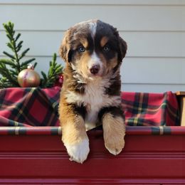 Aspen - Red tri male Miniature Australian Shepherd puppy in Mountainburg, Arkansas from Stonehill Aussies