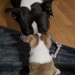 Boston Terriers from Mad Bossies