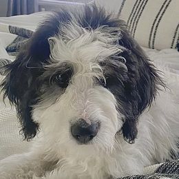 Bernedoodles from Destined 4 Doodles