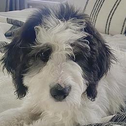 Bernedoodles from Destined 4 Doodles