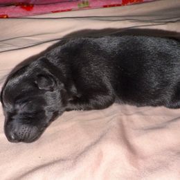 Black Boy - Yellow Collar - Black male German Shepherd puppy in St. Cloud, Florida from Pray Love Shepherd Kennels