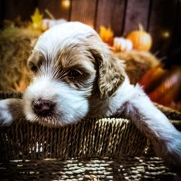 White Girl - Parti female Goldendoodle puppy in Palm Bay, Florida from Costa's Curly Canines