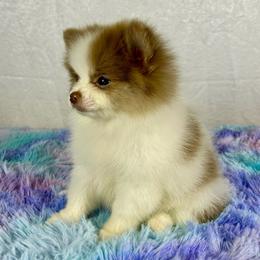Chocolate merle parti female - Chocolate merle female Pomeranian puppy in California from Ray of Poms